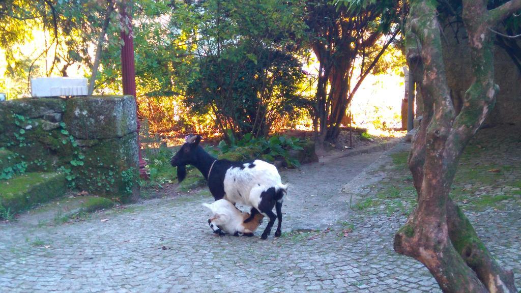 Alvores Do Tempo - Quinta De Turismo Rural Pensionat Castro Daire Exteriör bild