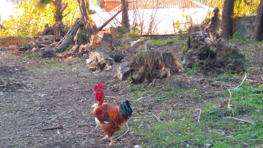 Alvores Do Tempo - Quinta De Turismo Rural Pensionat Castro Daire Exteriör bild