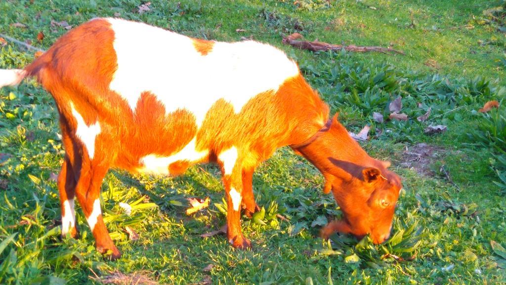 Alvores Do Tempo - Quinta De Turismo Rural Pensionat Castro Daire Exteriör bild