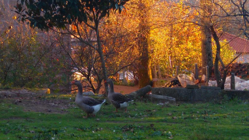 Alvores Do Tempo - Quinta De Turismo Rural Pensionat Castro Daire Exteriör bild